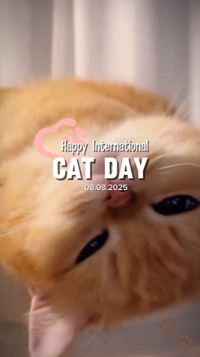 Bonne journée mondiale du chat