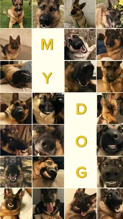 My dog template