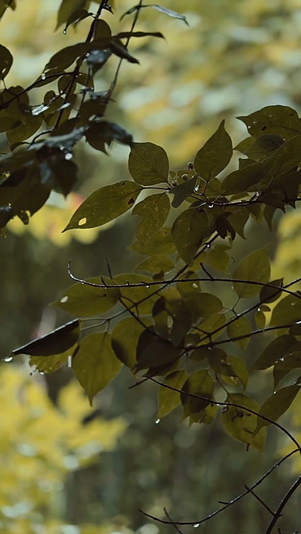 4 Videos Cinematic