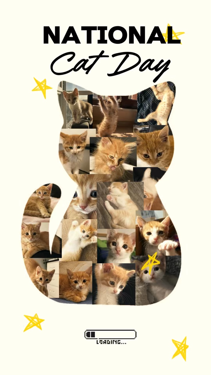 Nationaler Katzentag 
