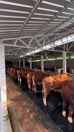 story sapi
