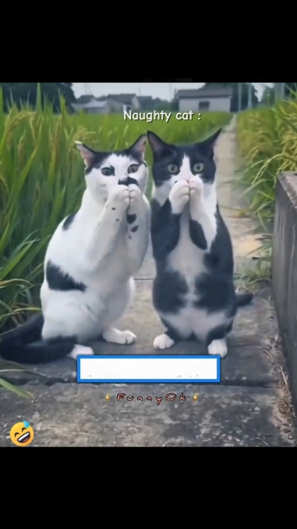 Gato Divertido