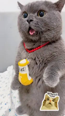 Cat reaction 