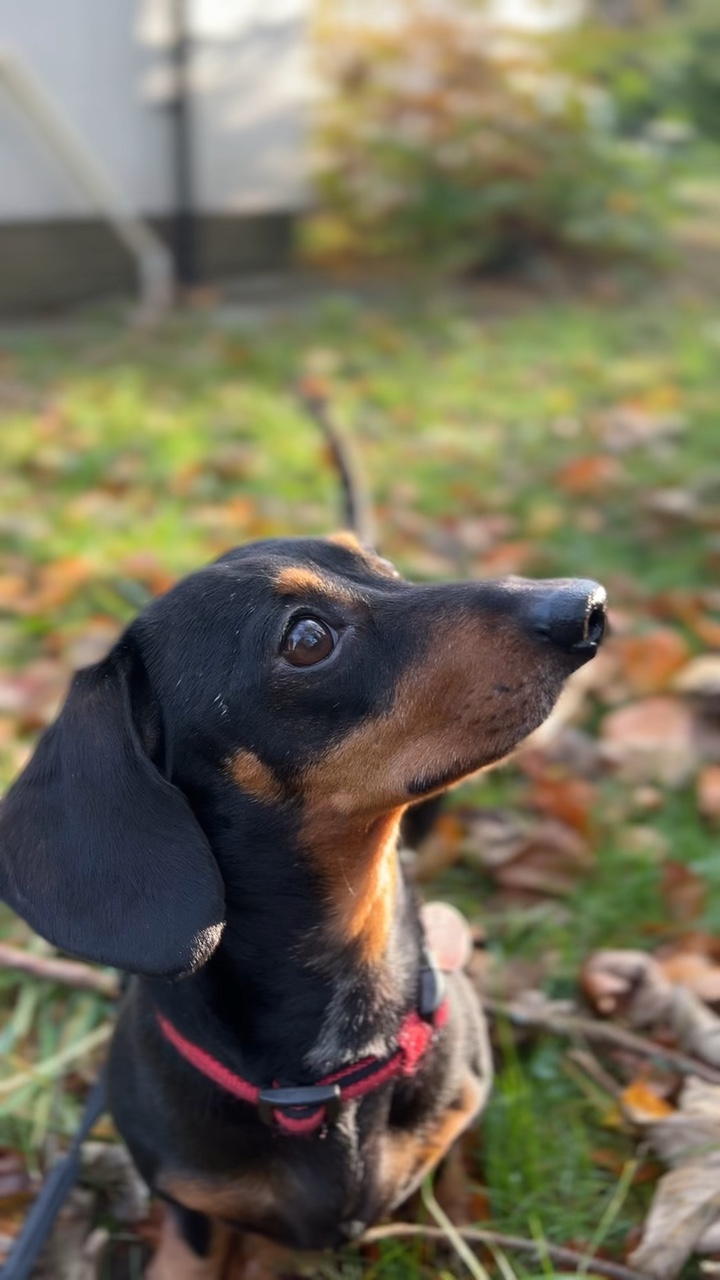 Poema de perro salchicha