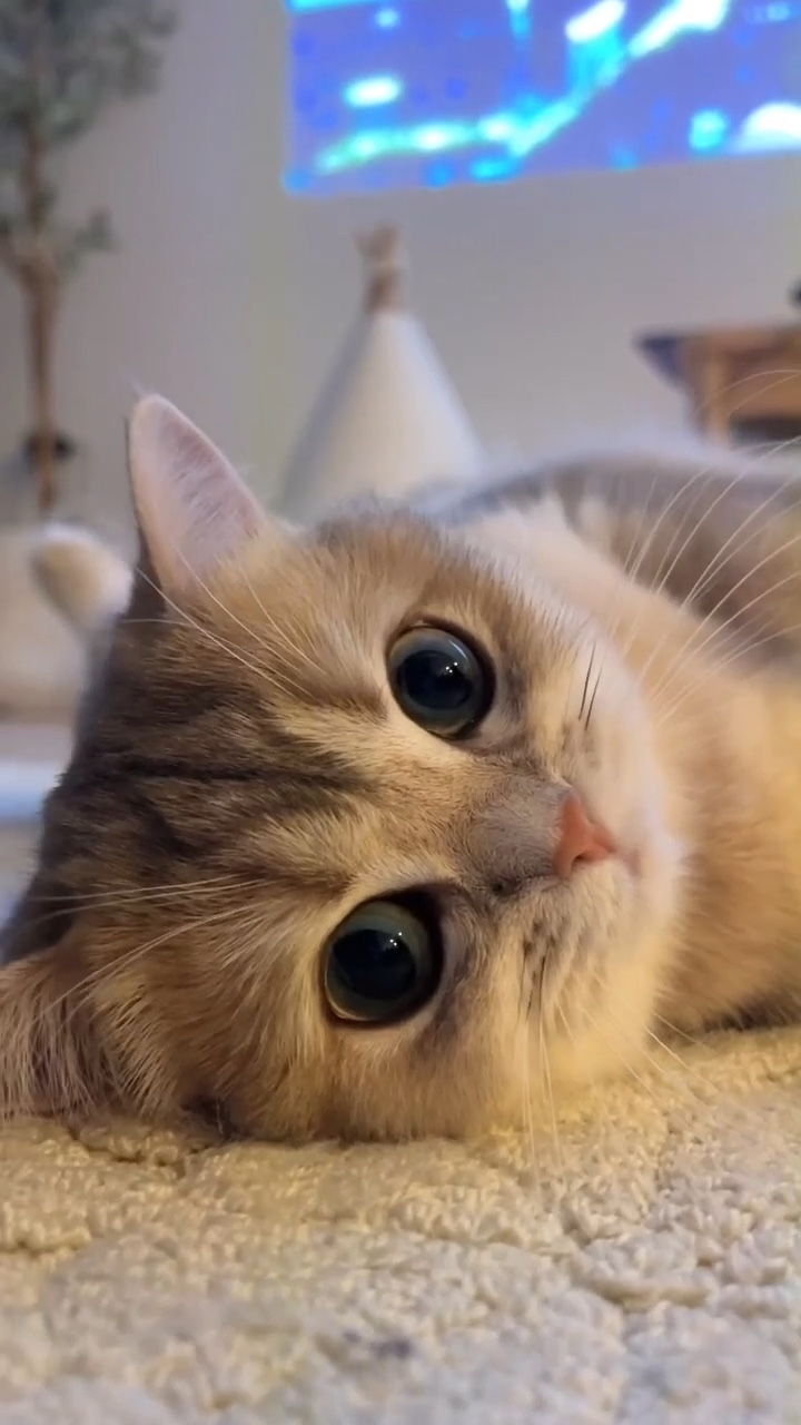 komik kedi