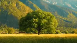 1 video aesthetic