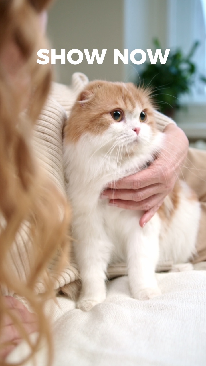 Katze Produkt Display Beating Match TikTok Stil 