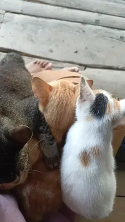 lagi santai