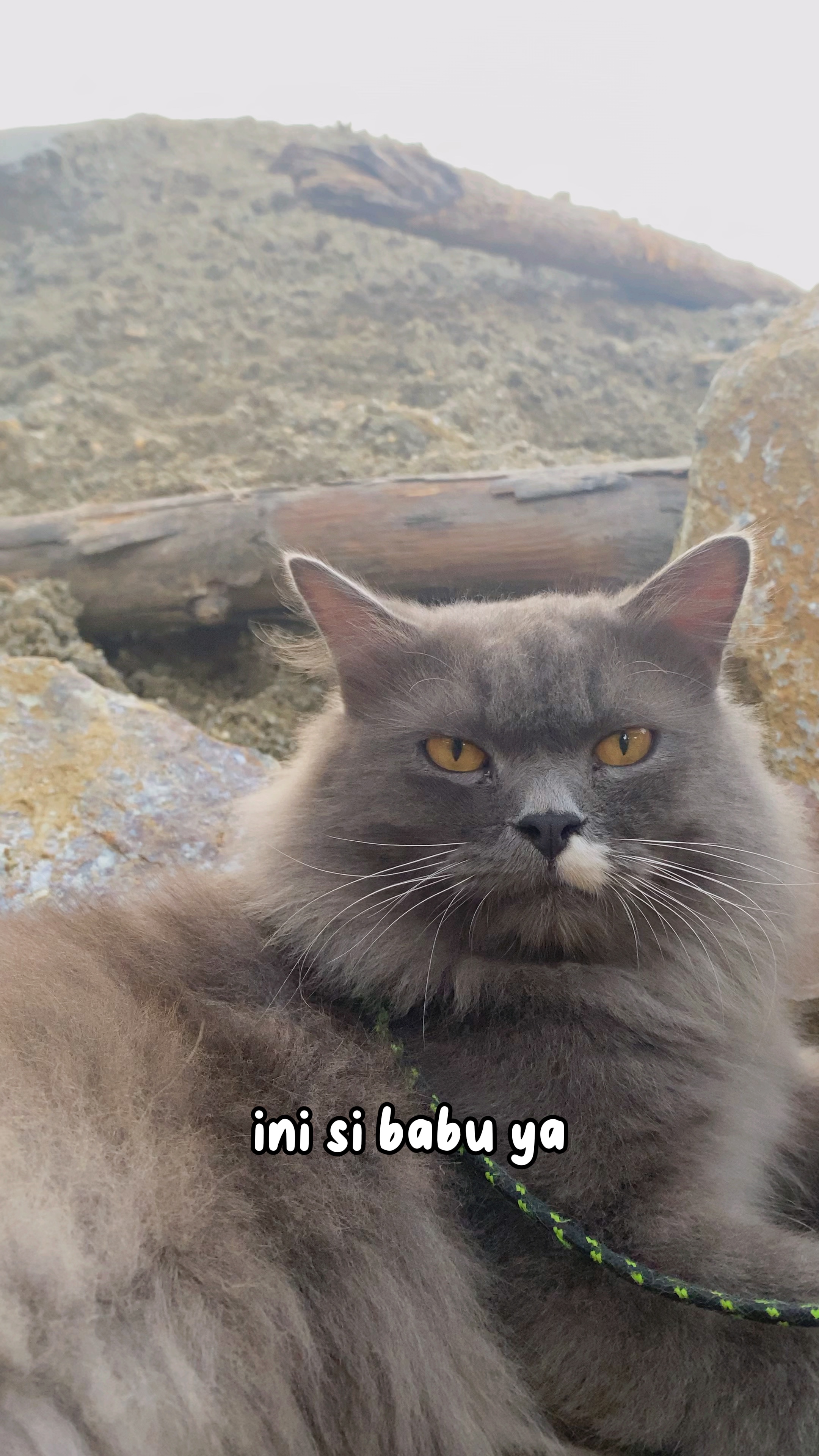 Ses kucing lucu