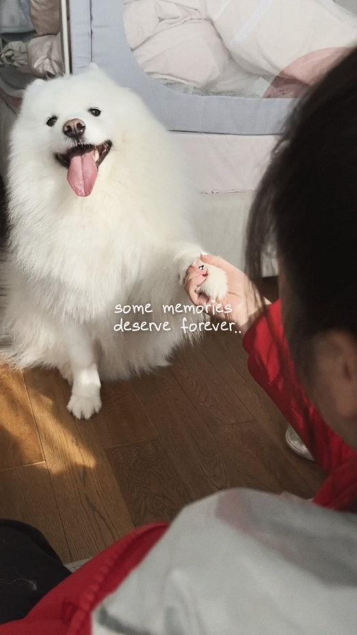 dog memories 