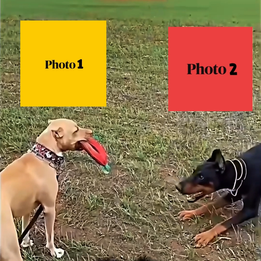 NEW VIRAL TEMPLATE