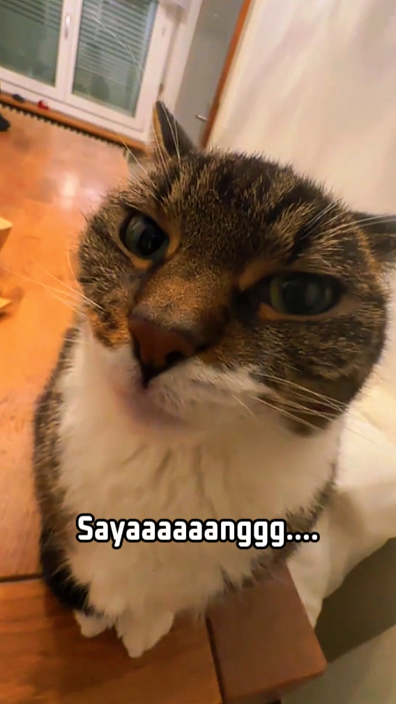 KUCING BESO DICIENDO