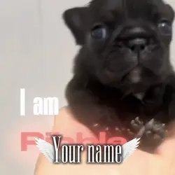 Free pibbles edit