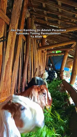 viral.terbaru.trend
