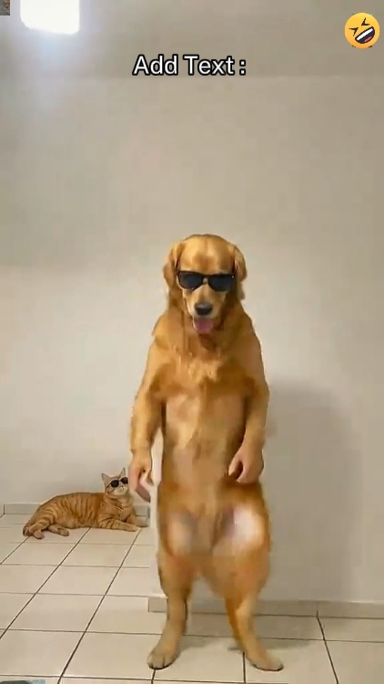 Perro Divertido '