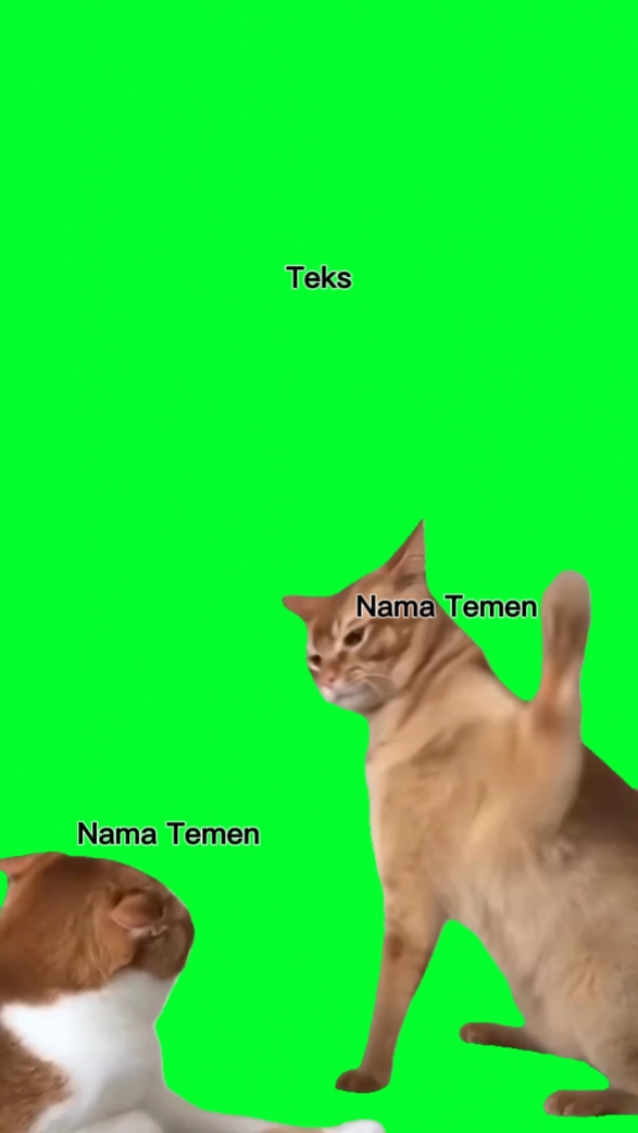 Gato tela verde