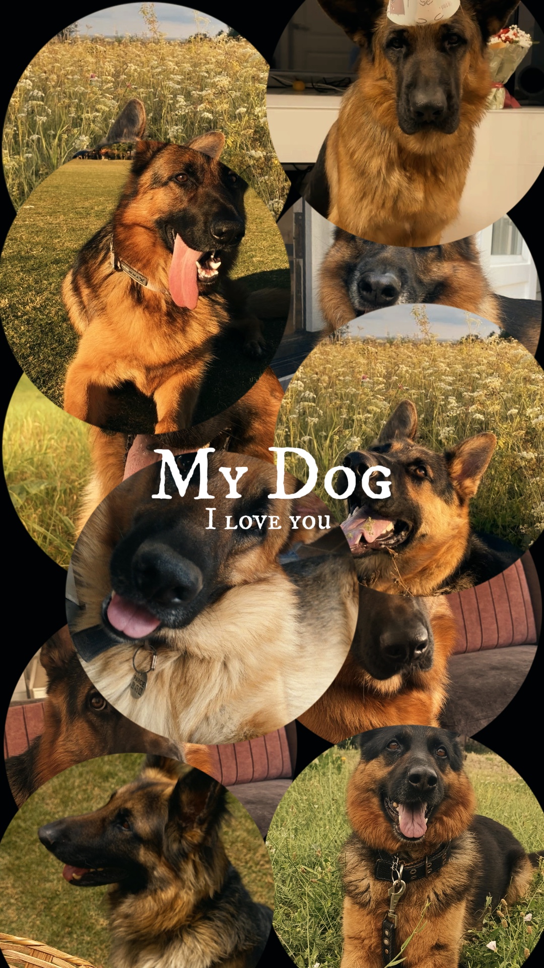 My Dog 