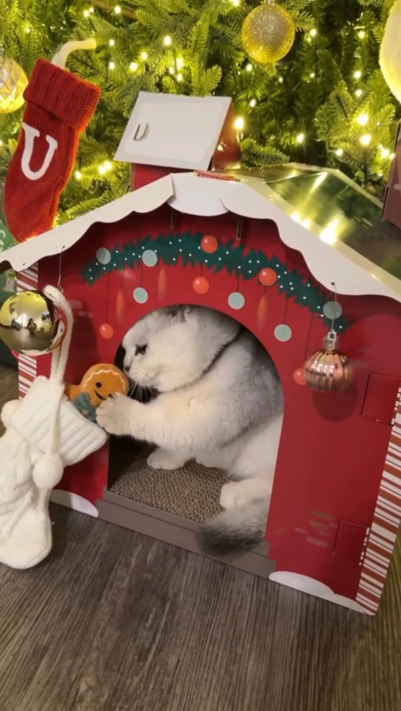 Kediler Noel evi 