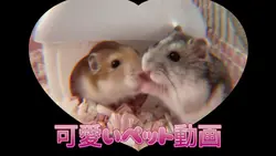 可愛いペット動画