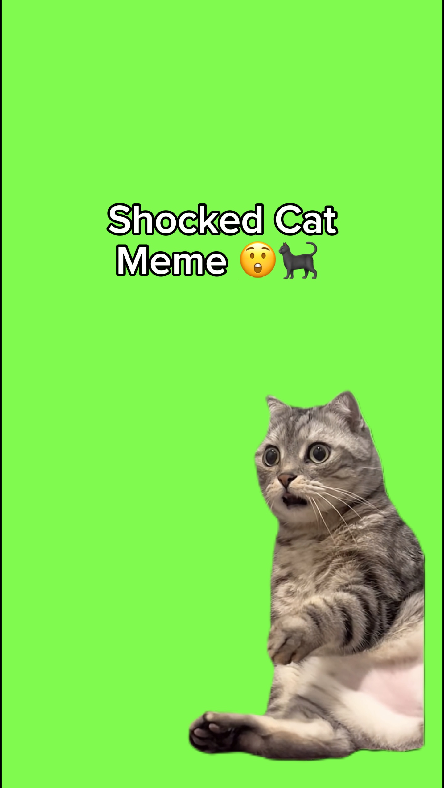 Meme Kucing Kaget 😲🐈‍⬛