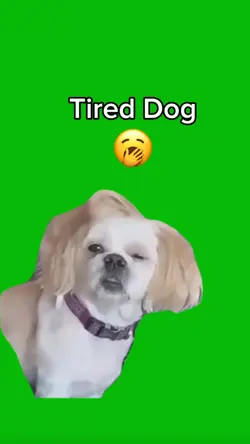 Tired Dog