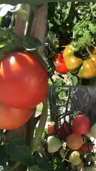 Jardin Frais Verts 