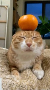 Kucing Oranye