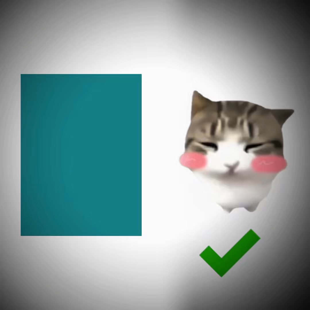Lindo gato