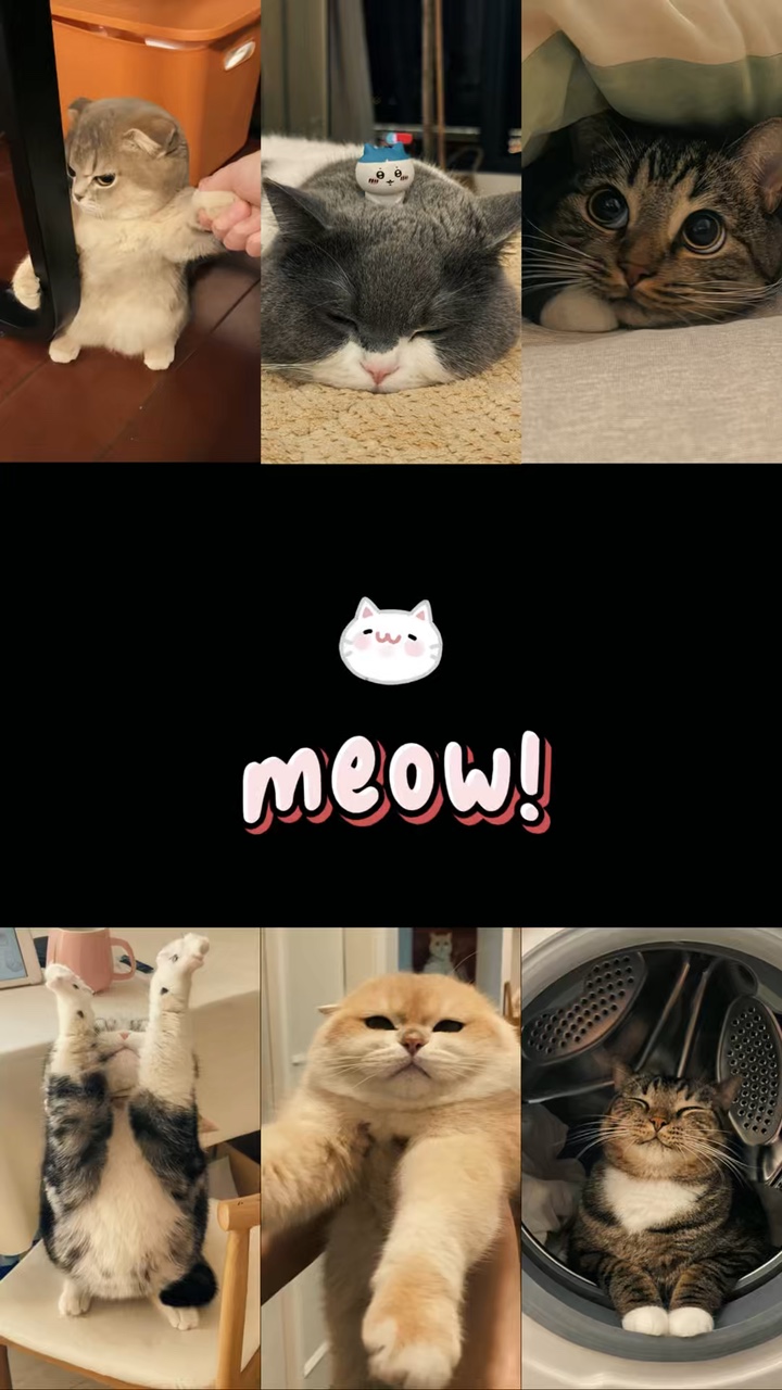 My cat