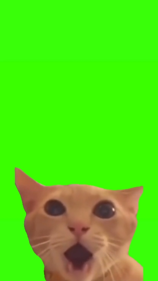 Meme de gato chocante