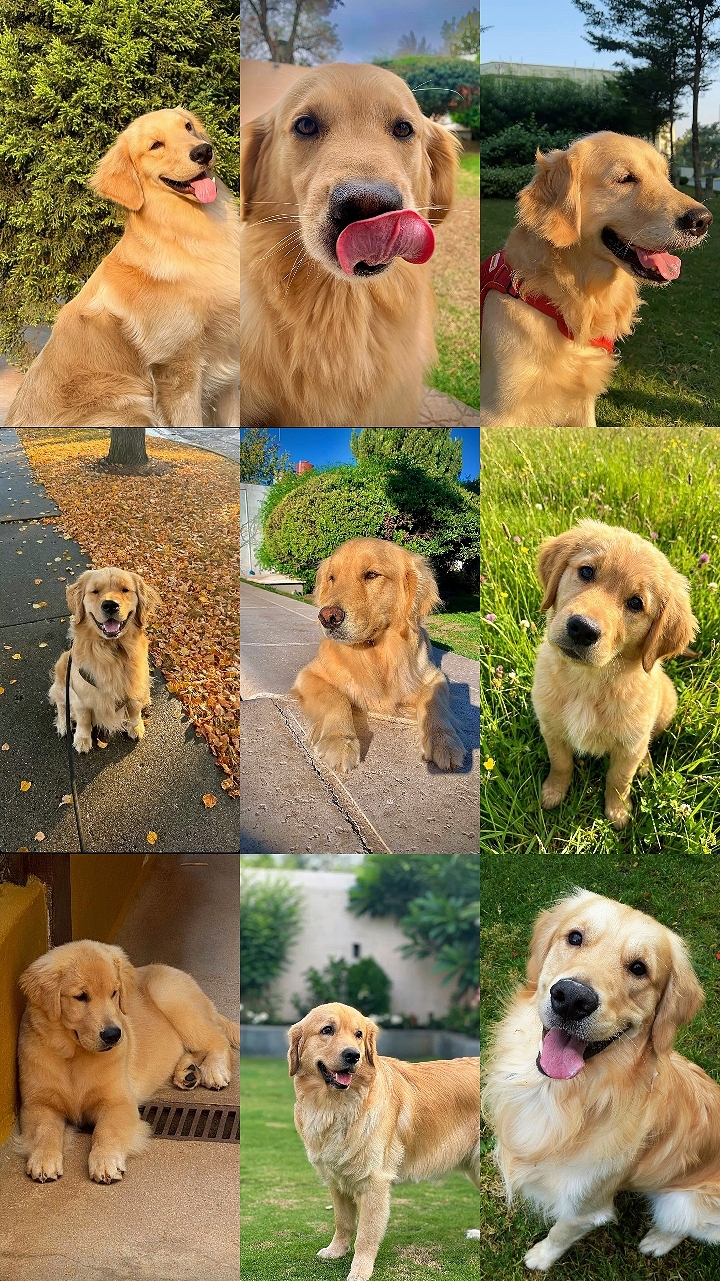 Mon chien