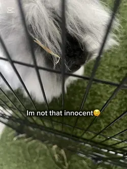 Im not that innocent