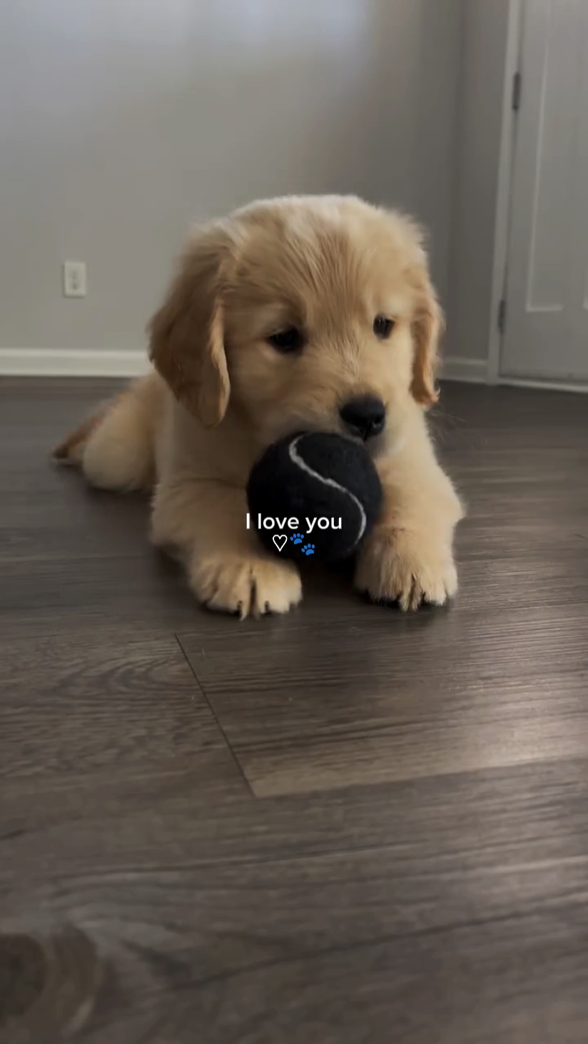Ich liebe meinen Hund 
