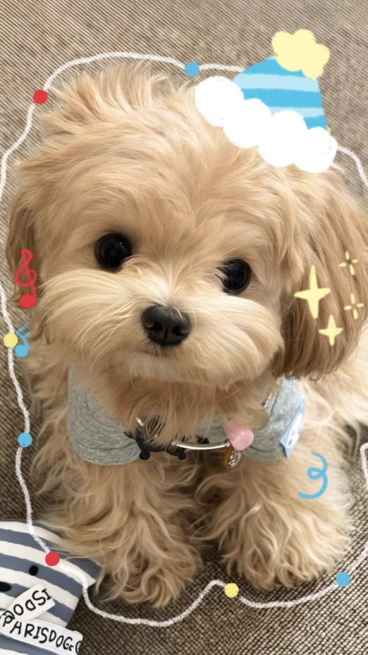 Aniversário de cachorro 