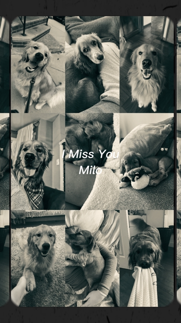 I Miss You Milo