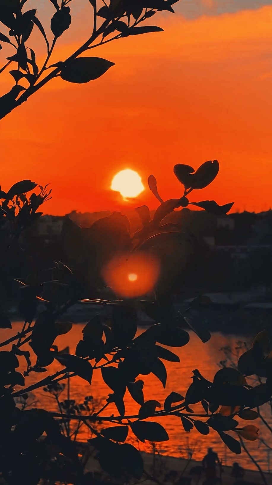 Sunset Vibes