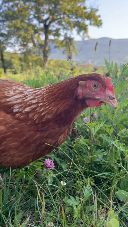 Vida de granja.
