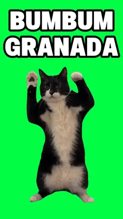 BUMBUM GRANADA CAT
