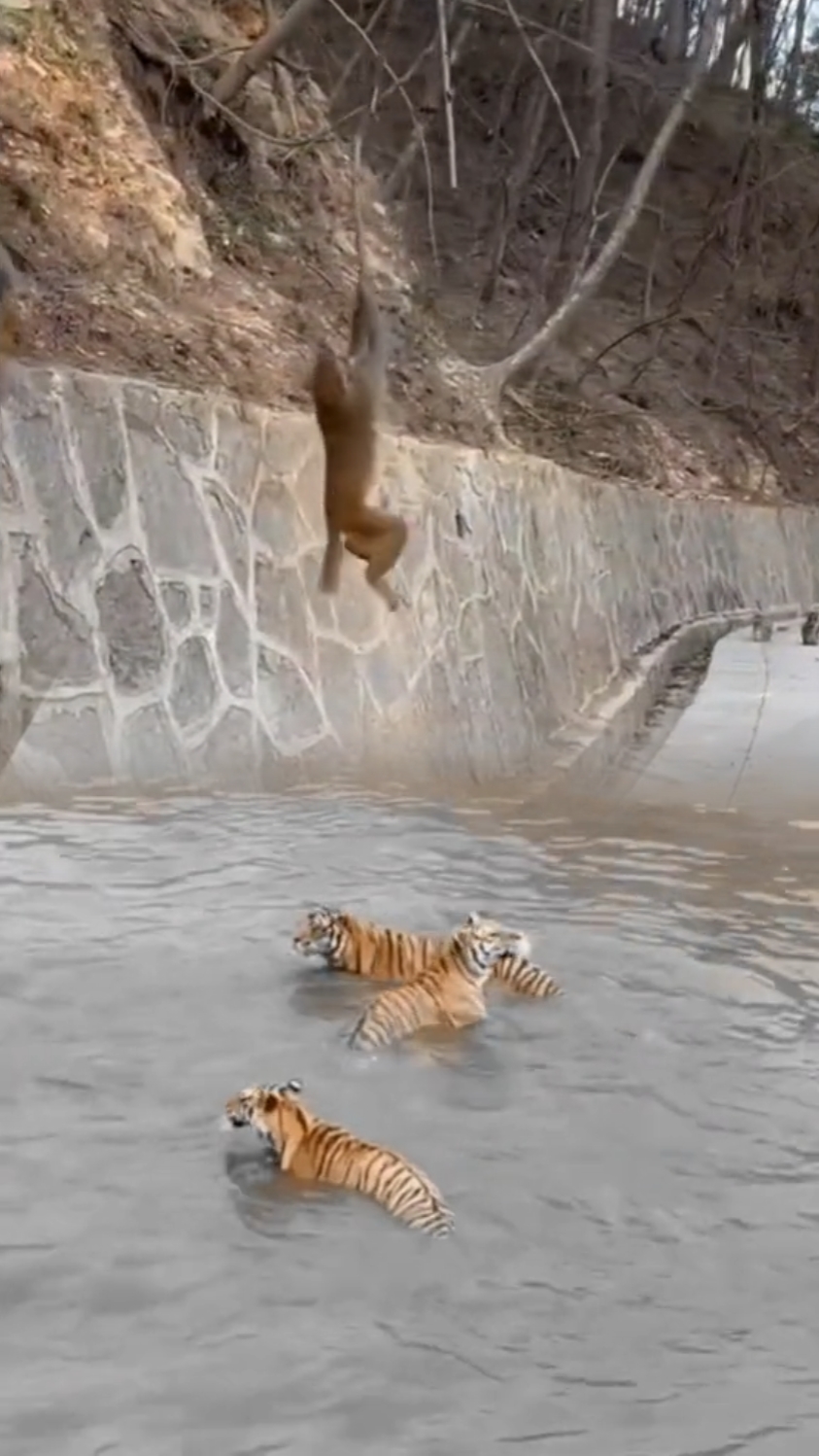 Mono Vs Tigre