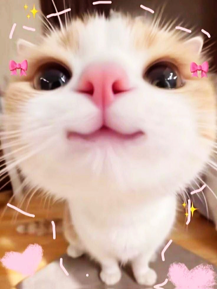 Cute Transition 