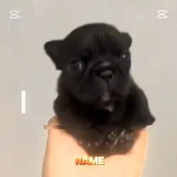 i am Pibble
