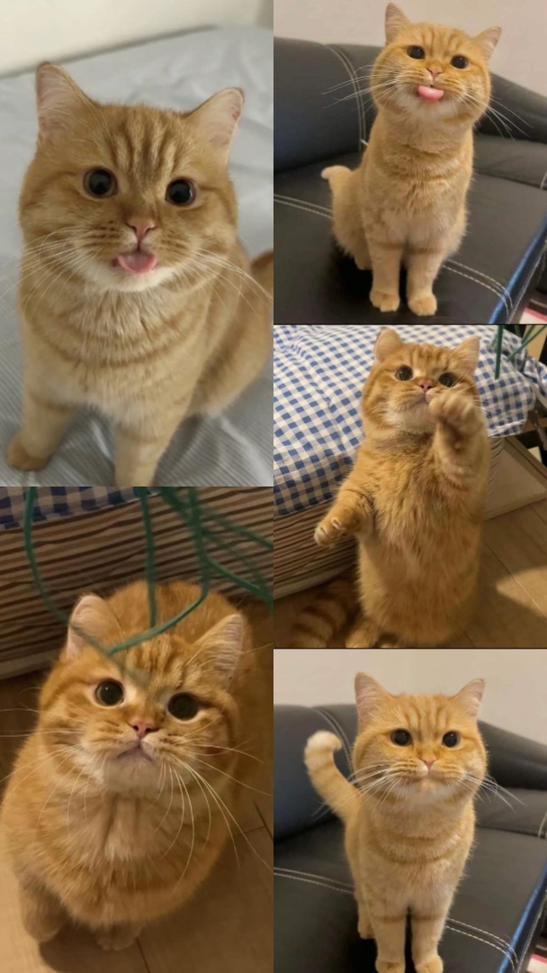 고양이 덤프