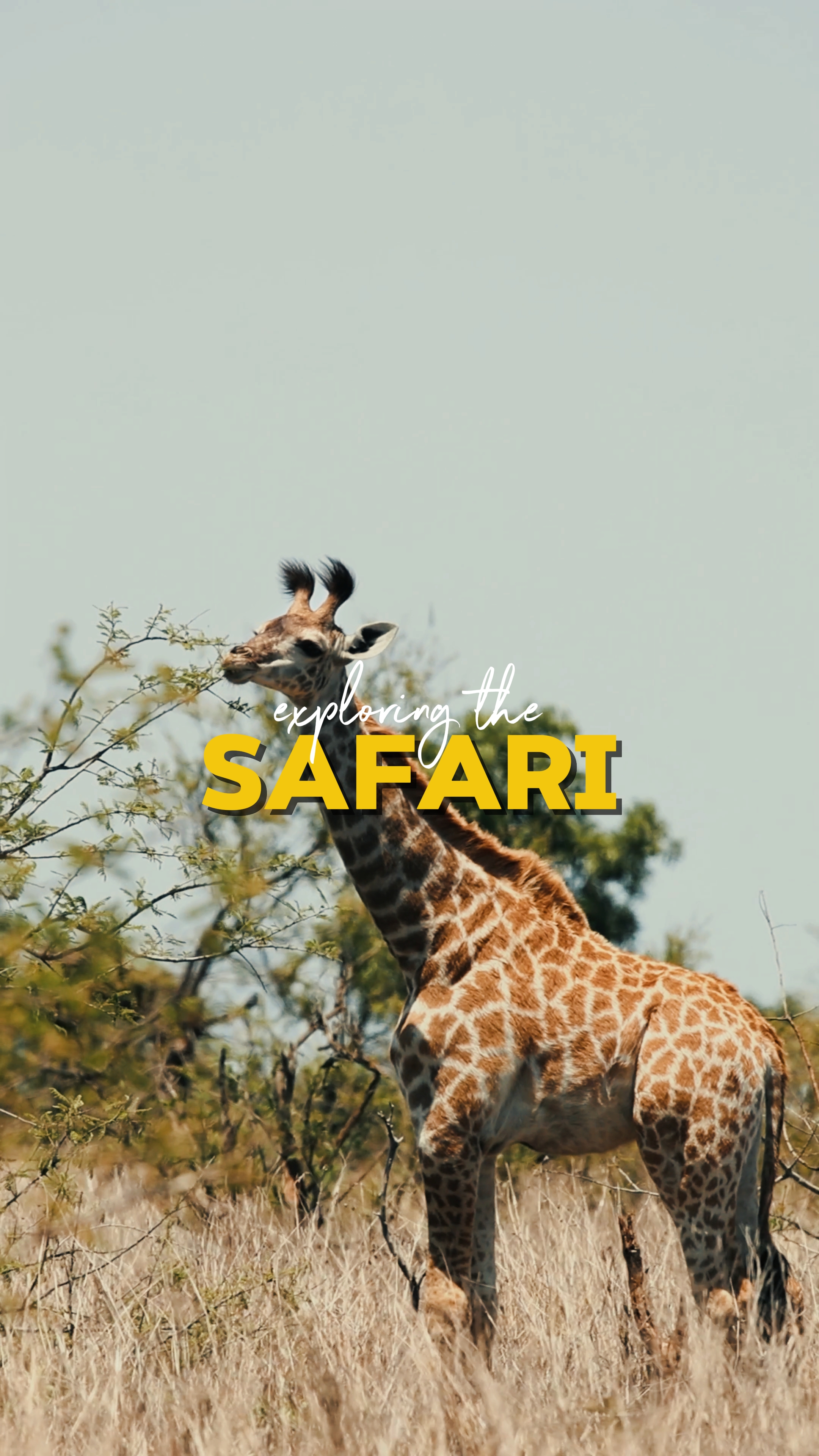 Explorando o safári