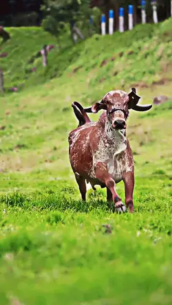 Lo a gai Qurbani 