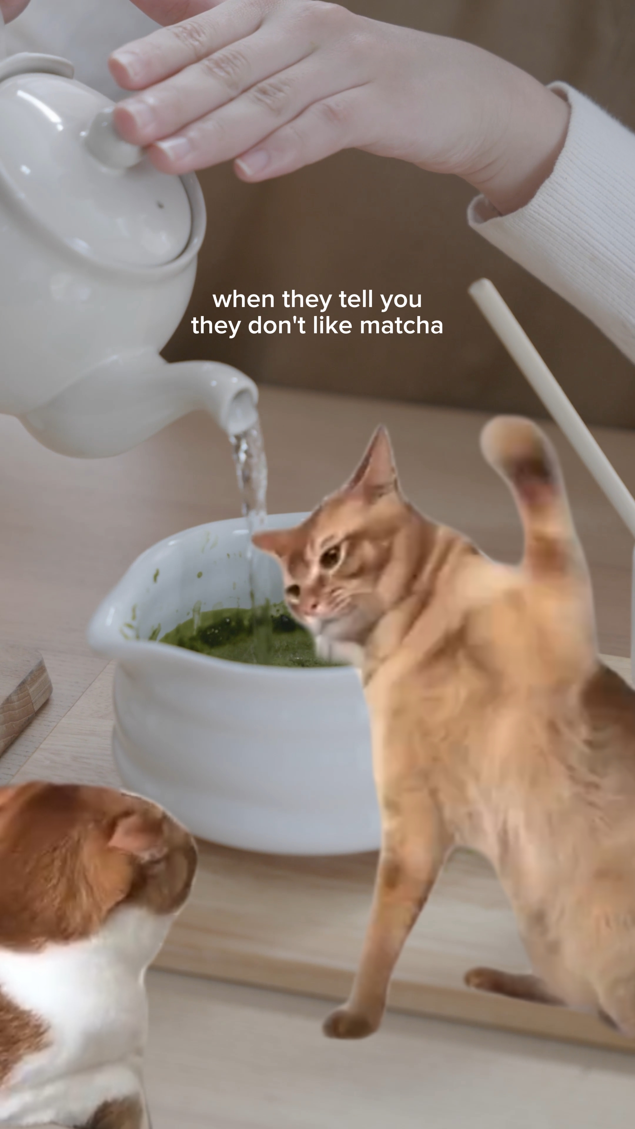 matcha cat meme