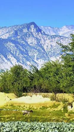 منظره
