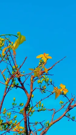 Tết là tết đã về 