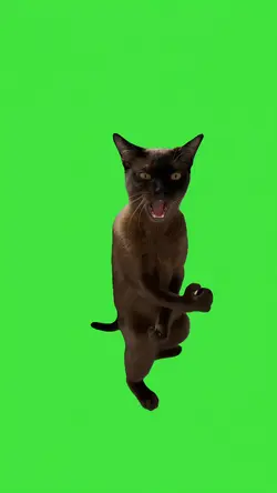 Woo Waaa Trend Cat