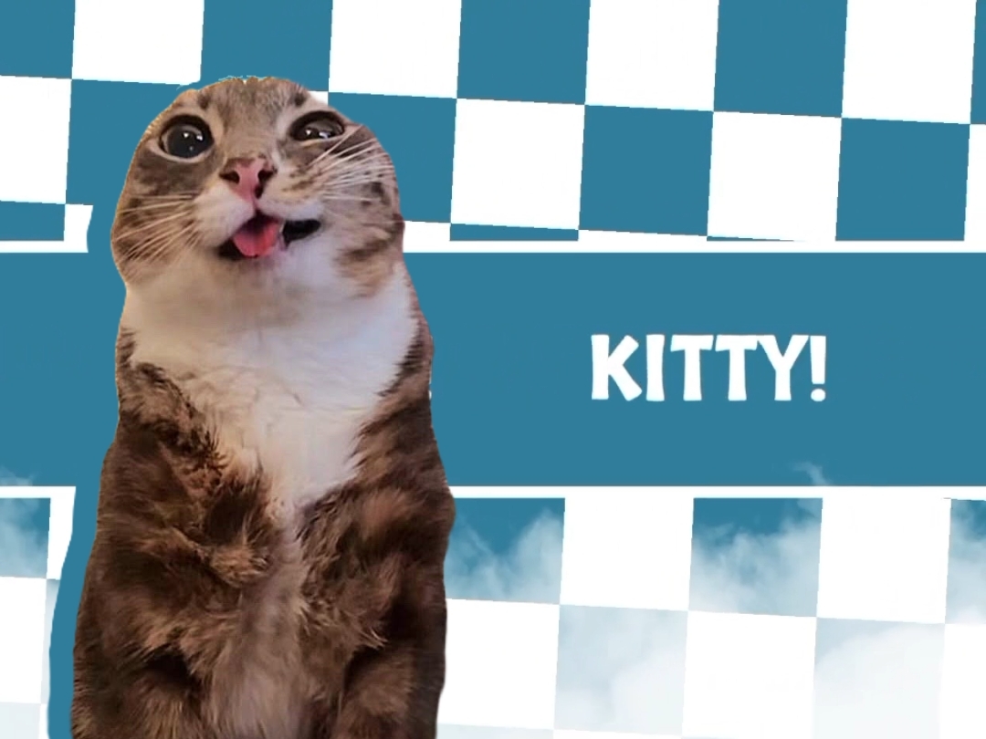 HERE KITTY KITTY