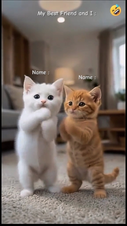 Funny Cat